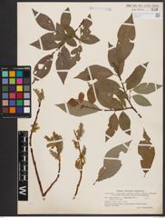 Foto von Salix caprea L. x Salix daphnoides Vill.